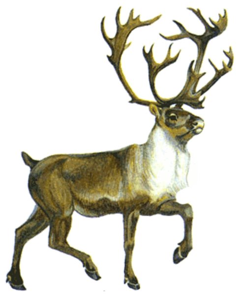 Северный олень на белом фоне