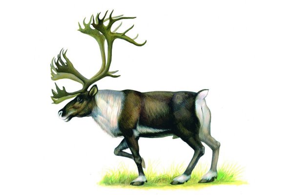 Дикий Северный олень Республики Коми