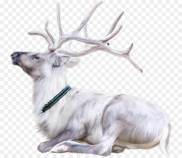 Белый олень