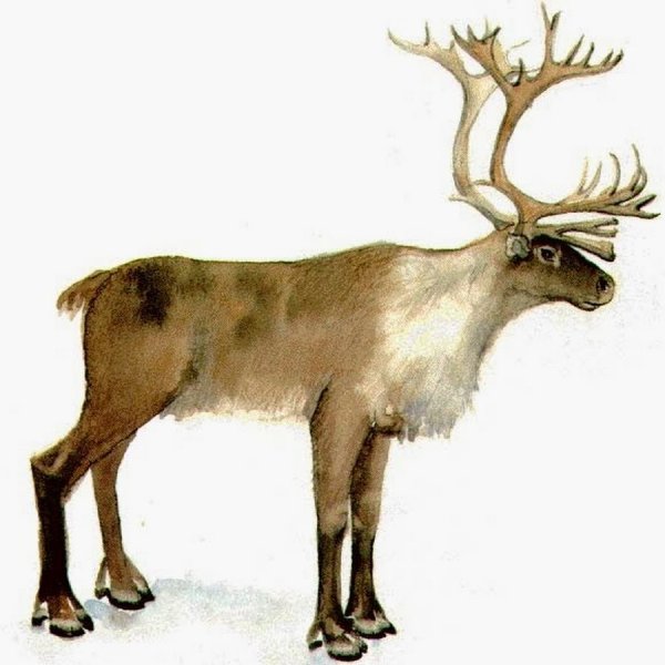 Северный олень сбоку