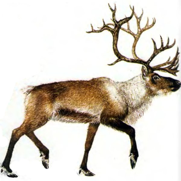 Северный олень без фона