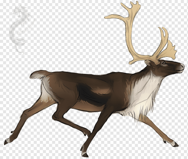 Северный олень на белом фоне