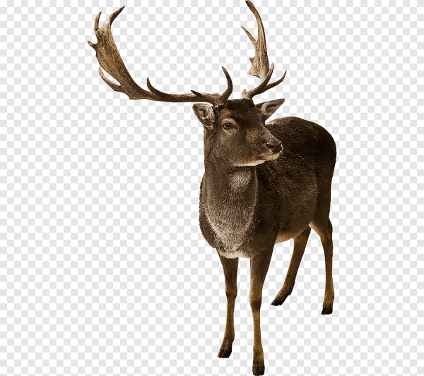 Северный олень на белом фоне