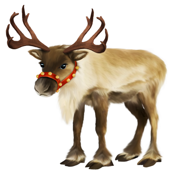 Северный олень для детей