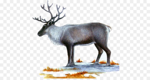 Северный олень ЗТП