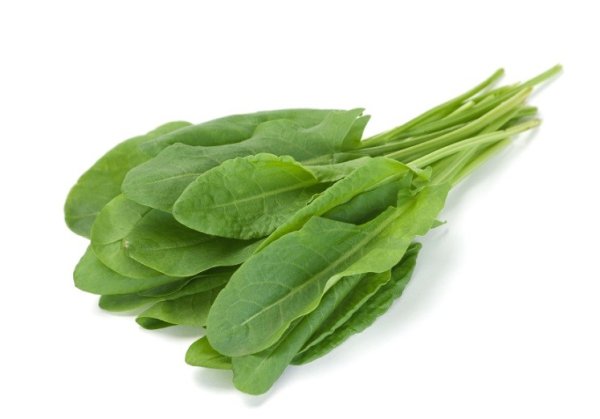 Щавель зелень