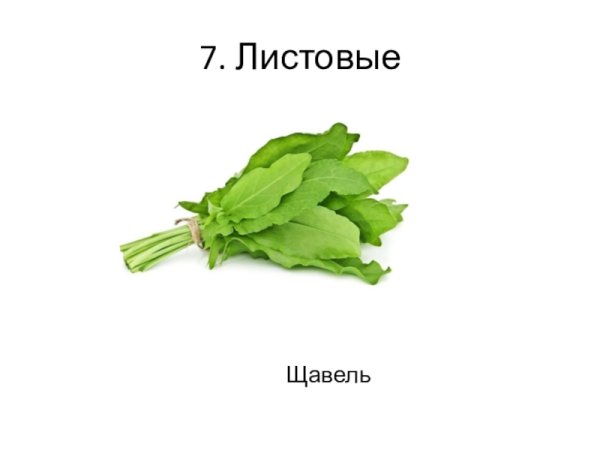 Щавель рисунок