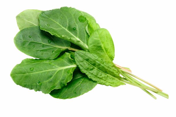 Щавель съедобный на белом фоне