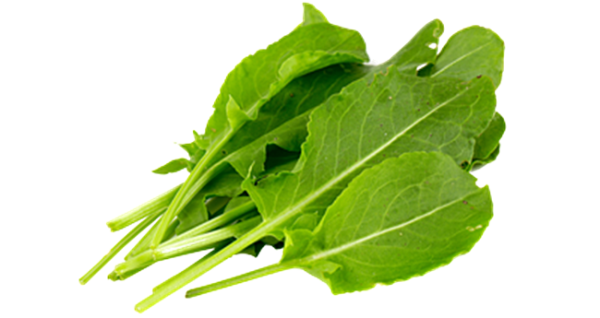 Щавель на белом фоне