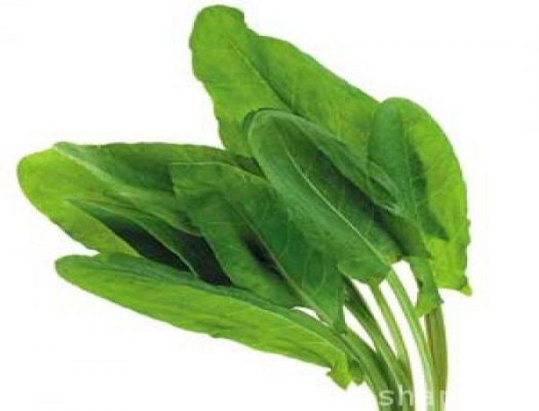 Щавель широколистный бэби