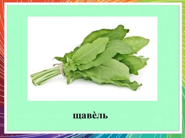 Щавель рисунок