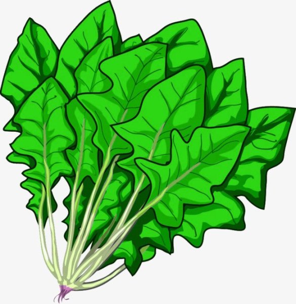 Щавель вектор