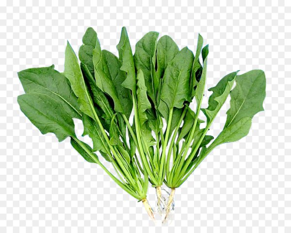 Щавель зелень