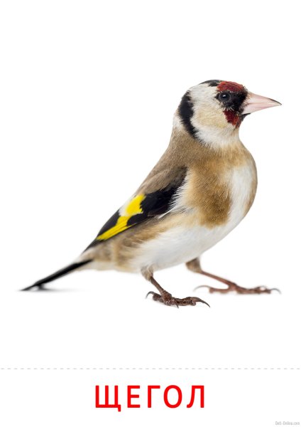 Щегол на белом фоне