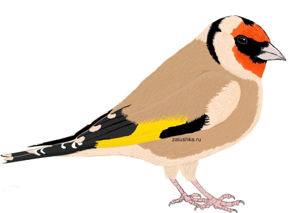 Щегол птица