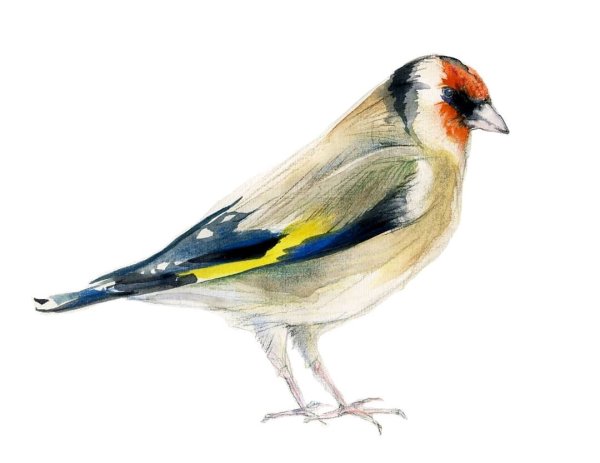 Щегол птица на белом фоне