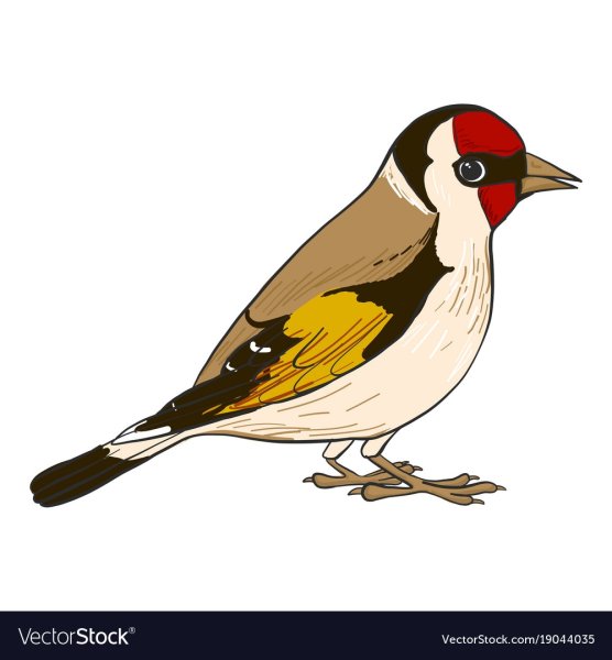 Щегол нарисованный