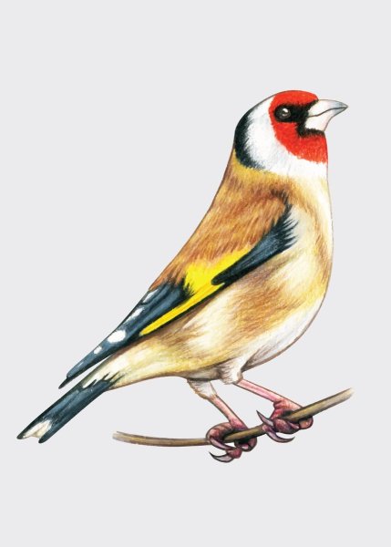 Щегол мультяшный