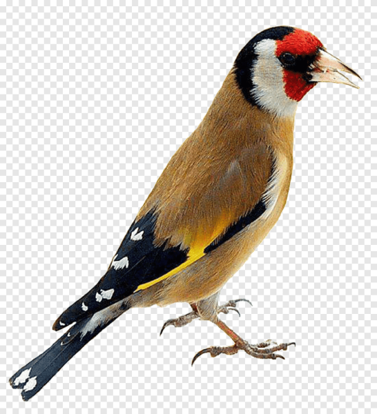 Птица с красной головой и желтыми крыльями