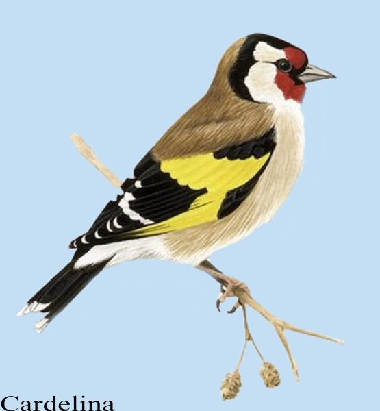 Щегол птица на белом фоне