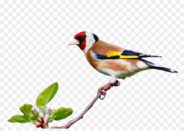 Щегол для детей