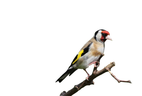 Щегол на белом фоне