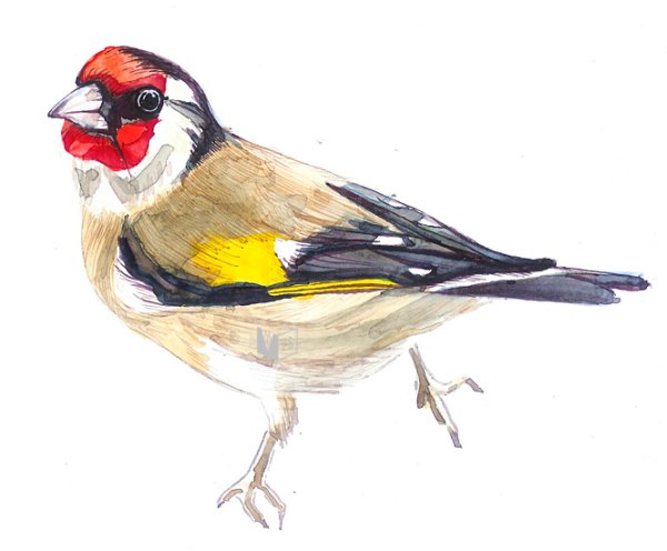 Щегол акварель