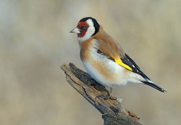 Щегол и Щеглята