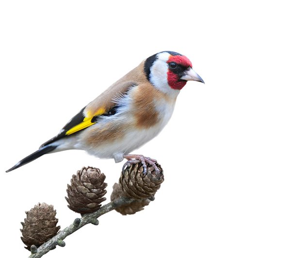 Щегол на прозрачном фоне