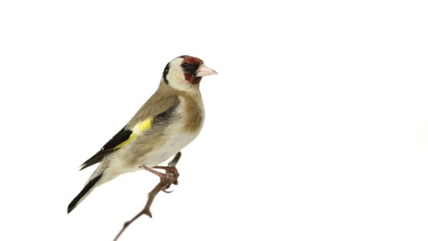 Щегол на белом фоне