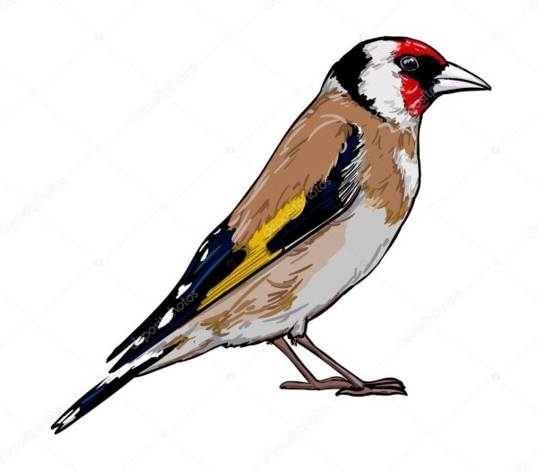 Щегол рисунок