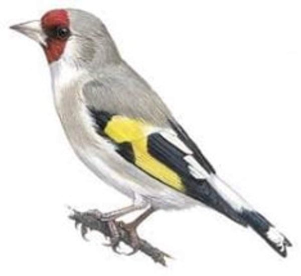 Щегол на прозрачном фоне