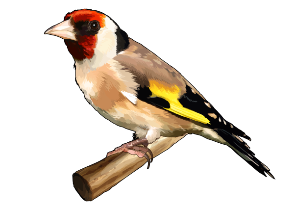 Щегол для детей