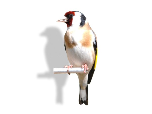 Щегол мультяшный