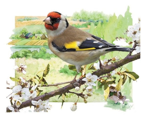 Щегол нарисованный