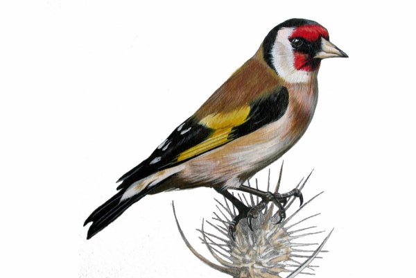 Щегол на белом фоне