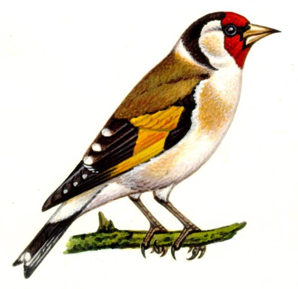 Птицы щегол и дети