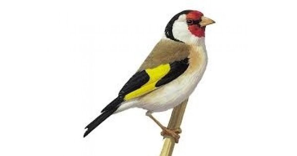 Щегол для детей