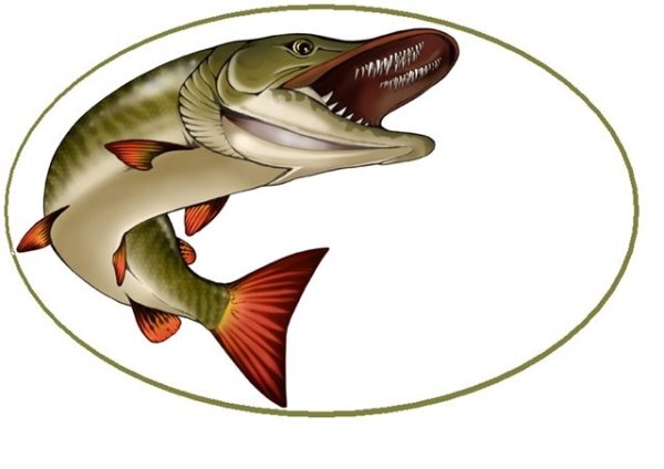 Щука на белом фоне