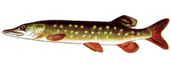 Щука для дошкольников