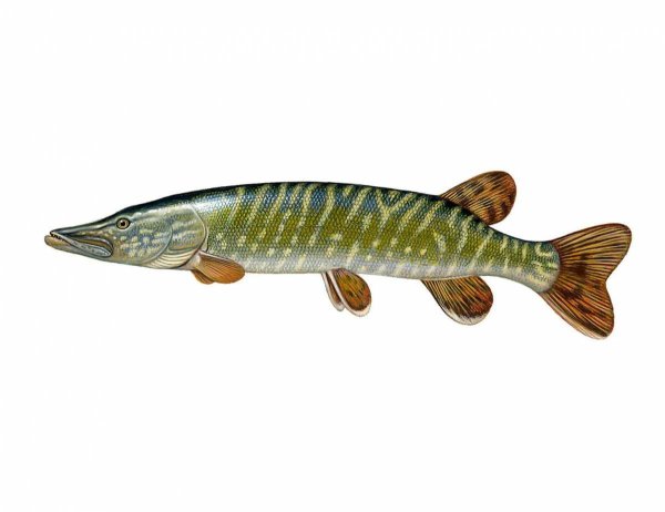 Щука для детей