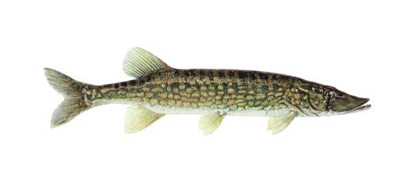 Щука на белом фоне