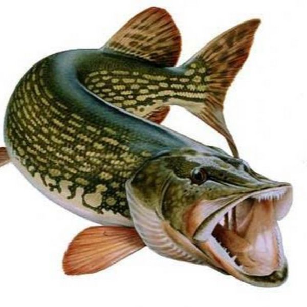 Щука на белом фоне