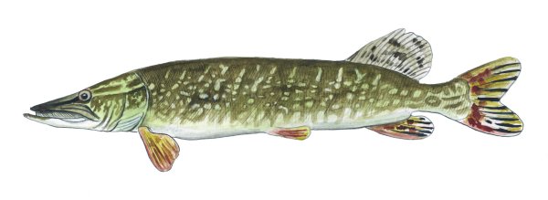 Щука Esox Lucius