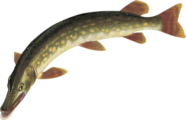 Щука на белом фоне