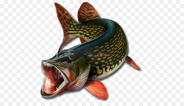 Щука на прозрачном фоне