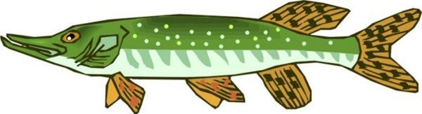 Щука для детей