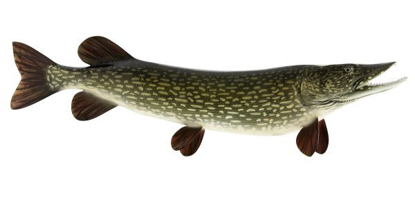 Щука на белом фоне