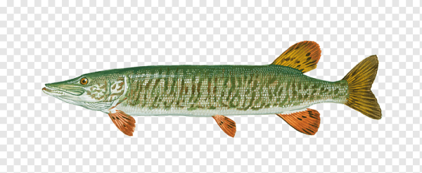 Полосатая щука