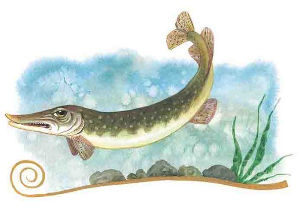 Щука из сказки